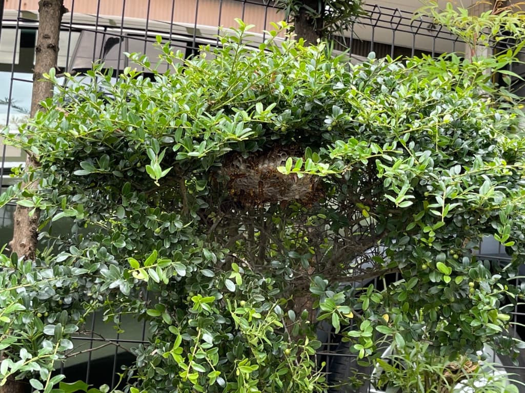 木の中にアシナガの巣