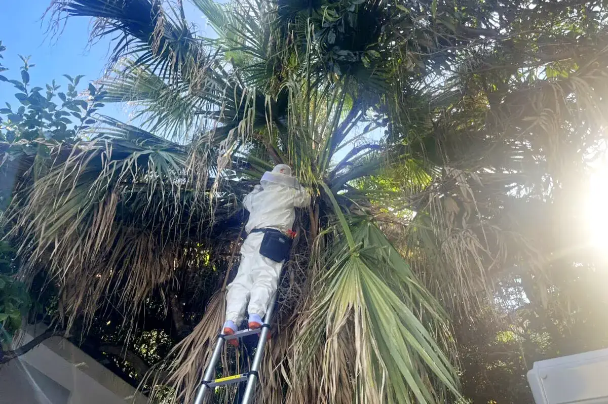 高所の木の中の蜂の巣を駆除する作業員