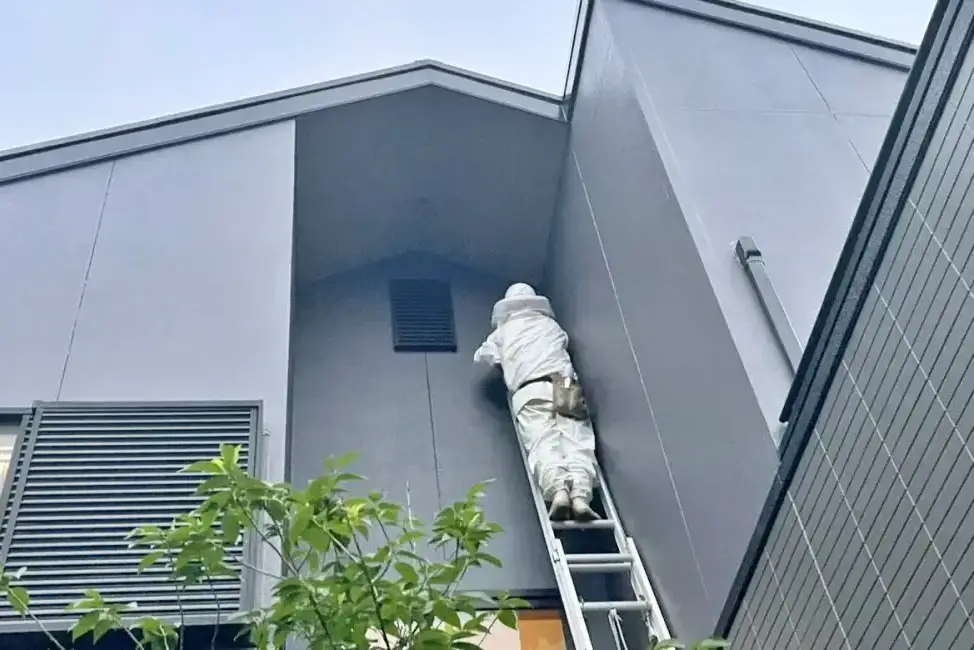 住宅の屋根裏にできた蜂の巣を駆除する作業員
