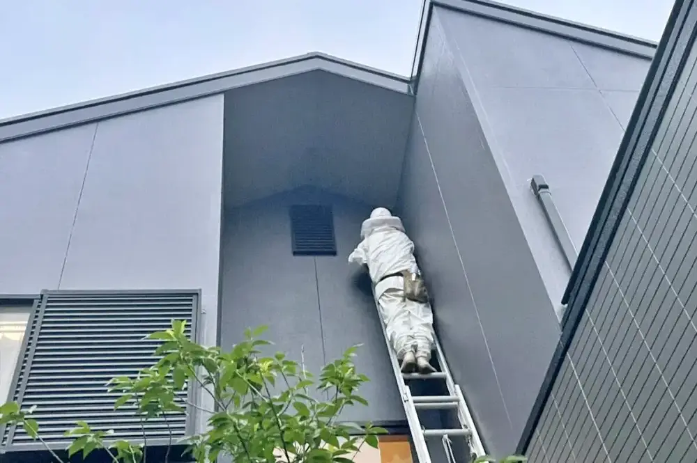 住宅の屋根裏にある蜂の巣を駆除する作業員