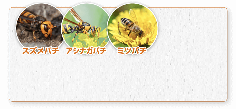 スズメバチ・アシナガバチ・ミツバチ