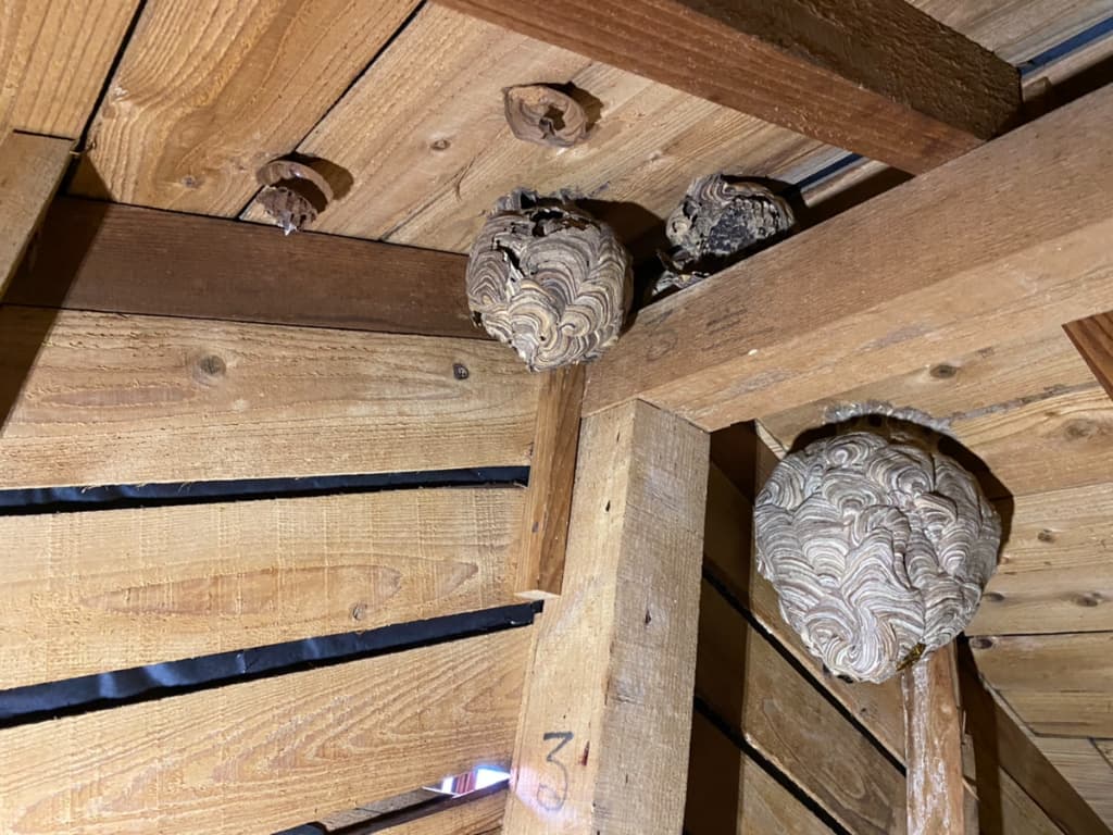 屋根裏に蜂の巣大量