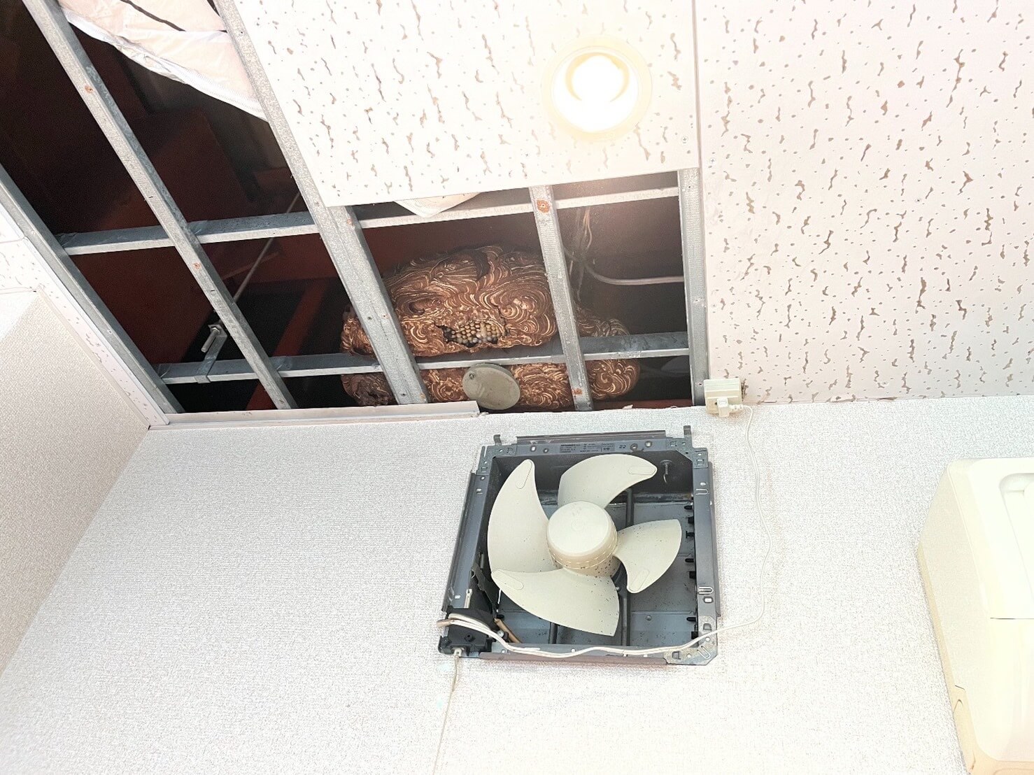 福岡県北九州市でススメバチの巣駆除作業