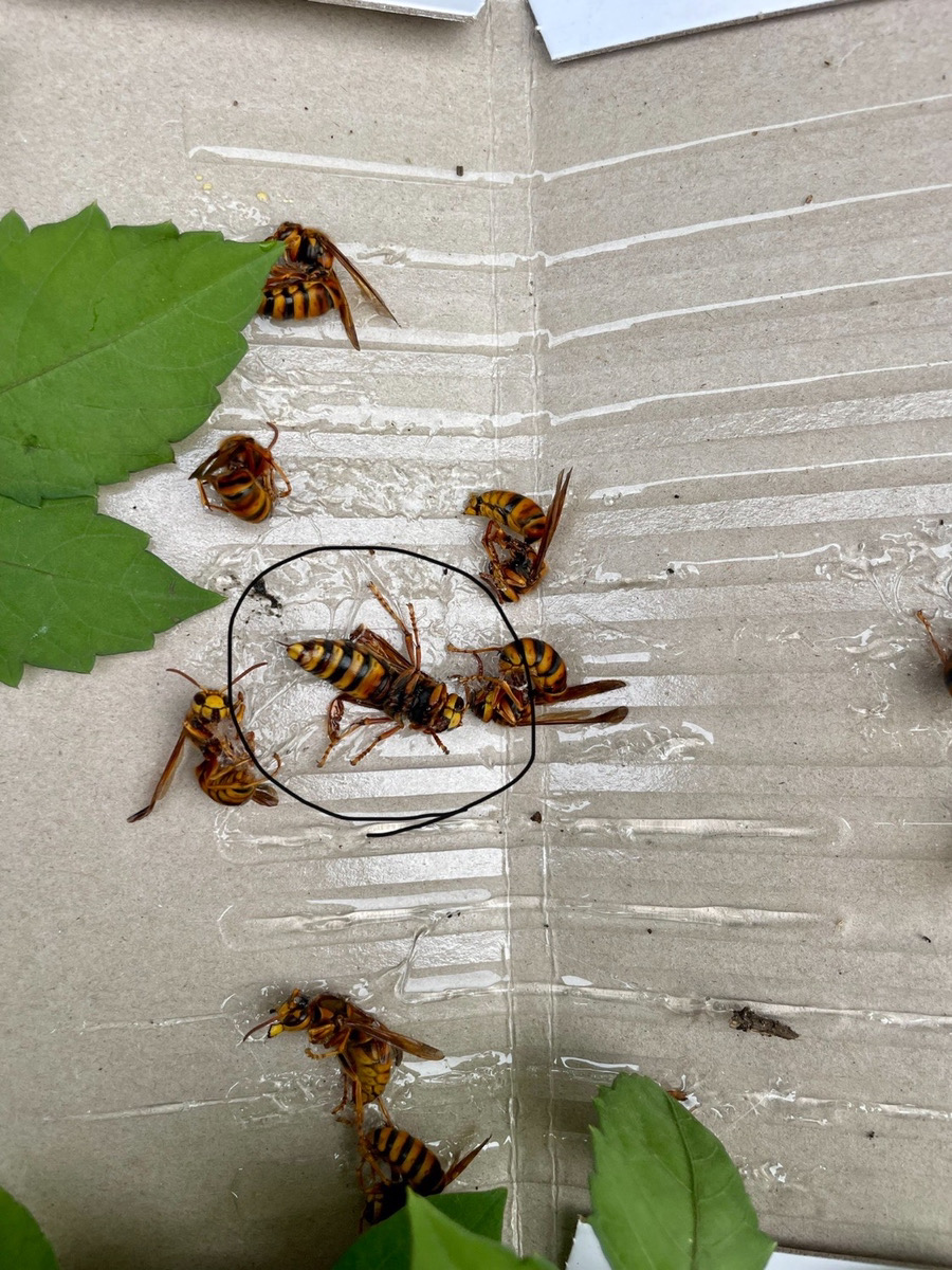 公式の 刺されると怖いスズメバチ｜種類や寿命、巣を作る場所や駆除方法を紹介 新女王スズメバチ4種